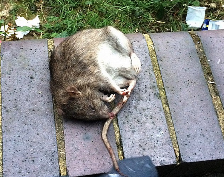 Father attacks rat trying to enter mouth of sleeping son TVMnews.mt