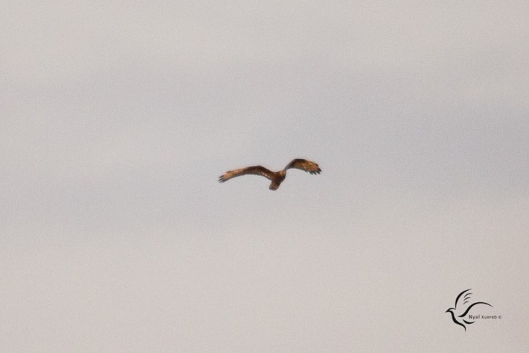Honey Buzzards, Marsh Harriers fly over Malta TVMnews.mt