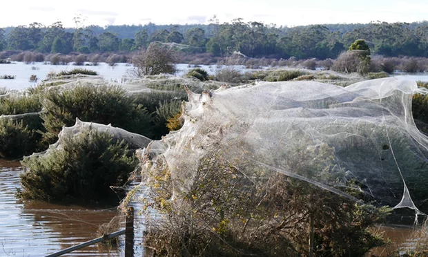Australian Spiders Spin Webs On Trees To Avoid The Floods TVMnews mt