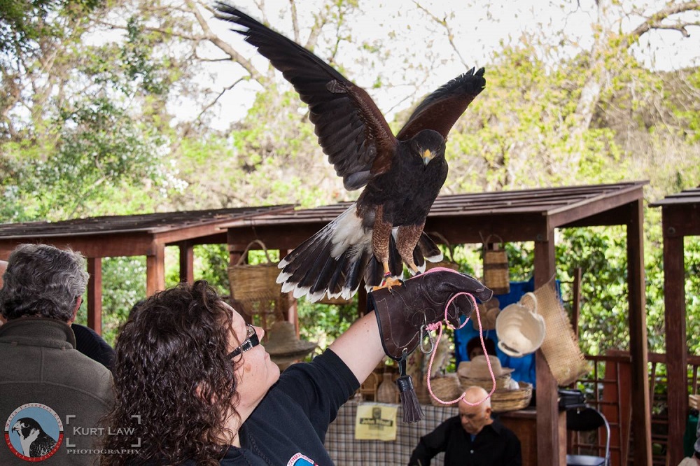 Maltese falconers new law regulating falconry TVMnews.mt
