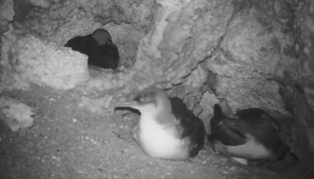 VIDEO Rare sight of Yelkouan Shearwater nests located at cliffs TVMnews.mt