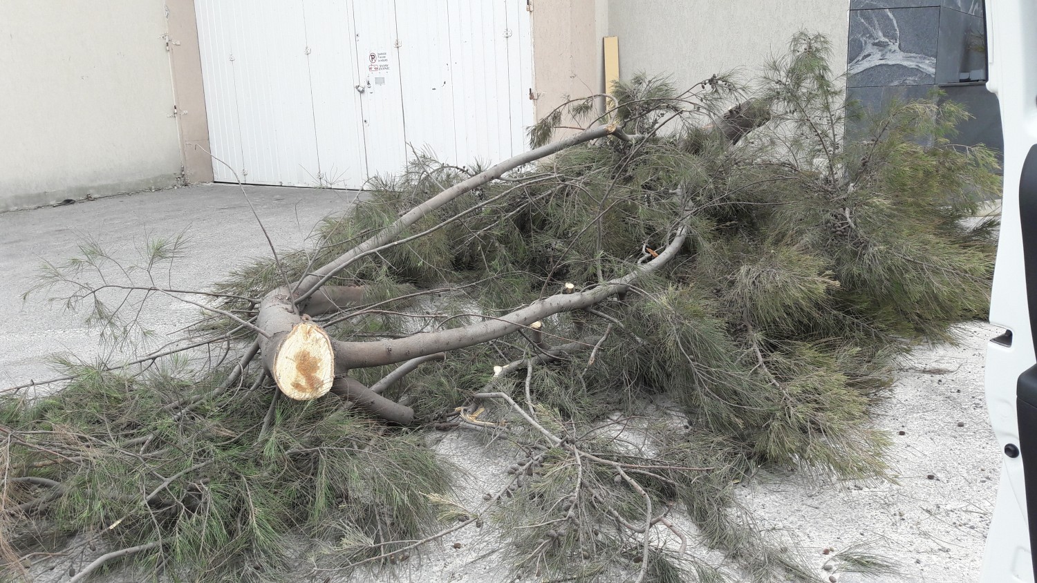 Tree branch falls off in Attard TVMnews.mt