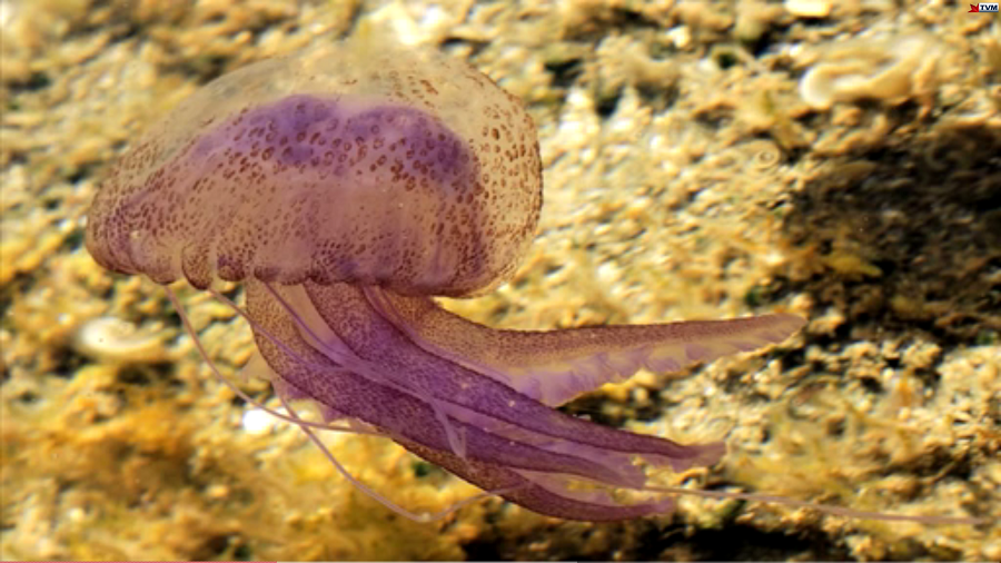 Would you ever eat jellyfish? They contain no calories! TVMnews.mt