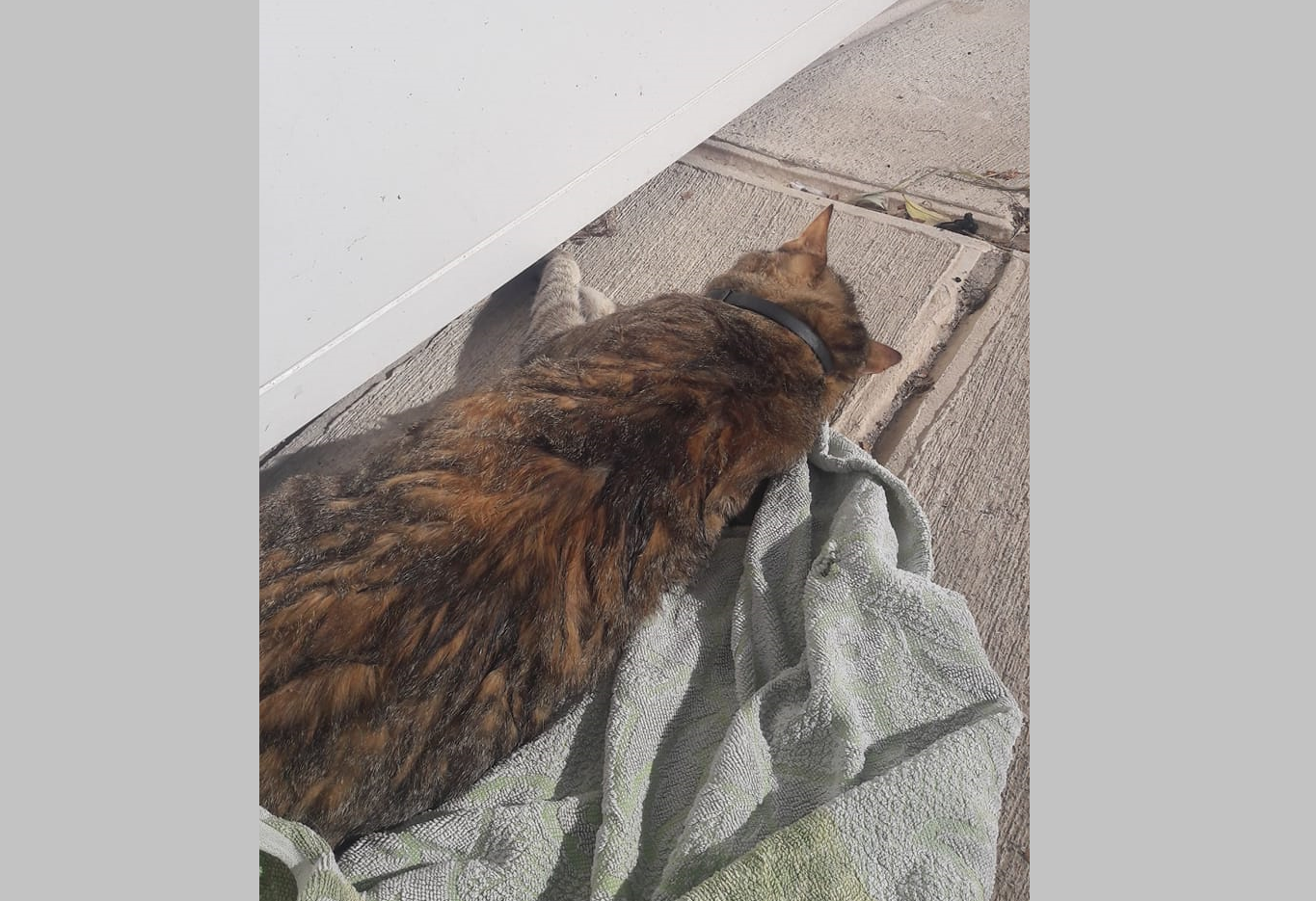 In Birkirkara Cat thrown from building after jumping into neighbour's