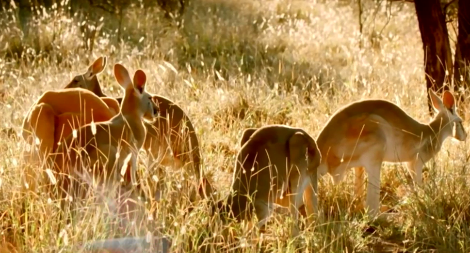 Australians urged to eat more kangaroo meat TVMnews.mt