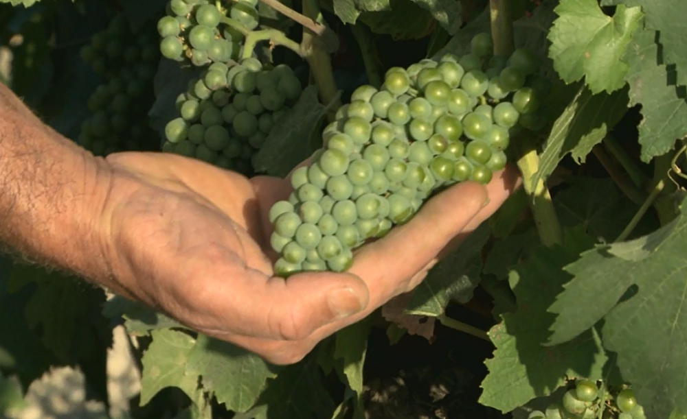 Vineyards in Malta grapes for two million bottles of quality wine