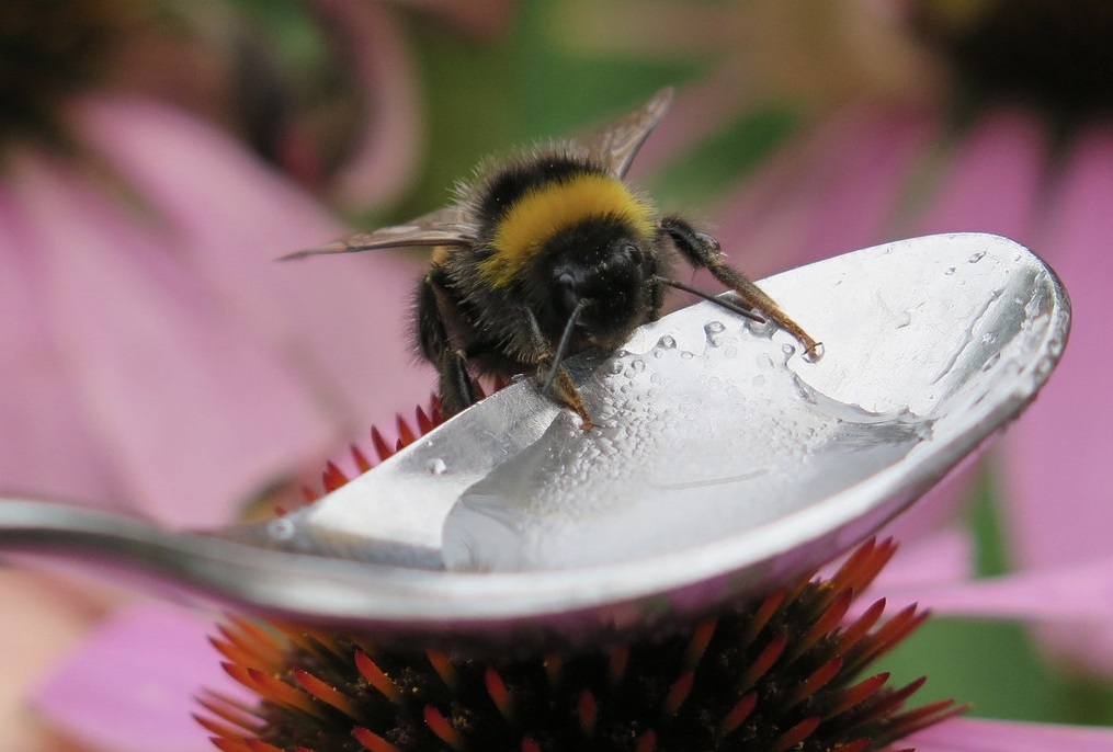 Do not leave sugar available to bees! TVMnews.mt