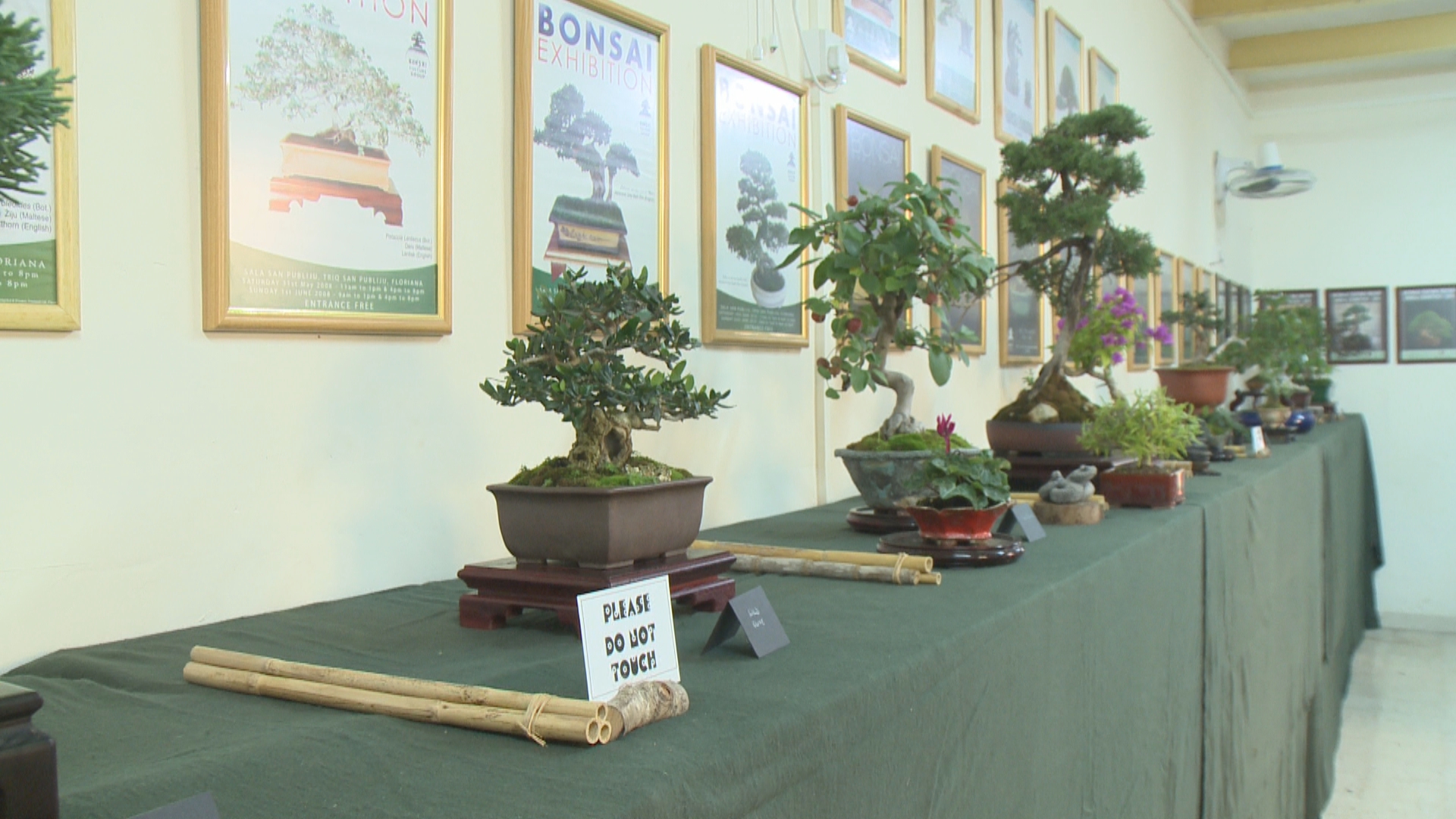 Tree exhibition to promote awareness on how to cultivate bonsai trees TVMnews.mt