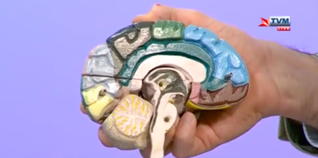 Watch How much does a human brain weigh? TVMnews.mt