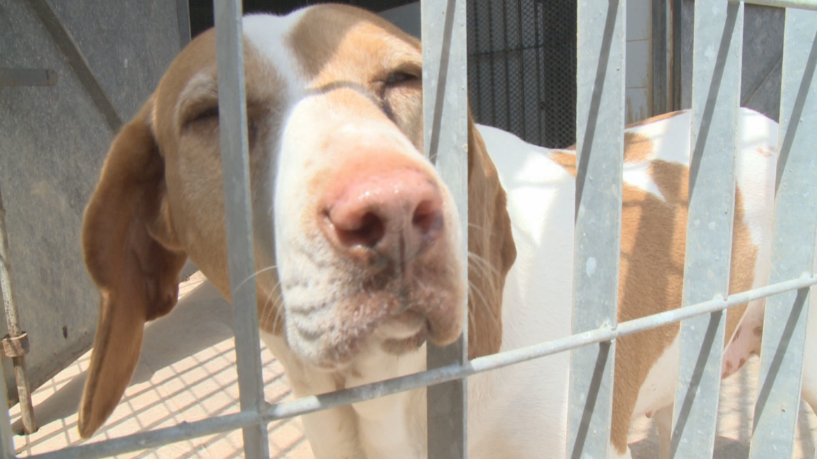 COVID-19 leads to increase in the adoption of abandoned dogs - TVMnews.mt