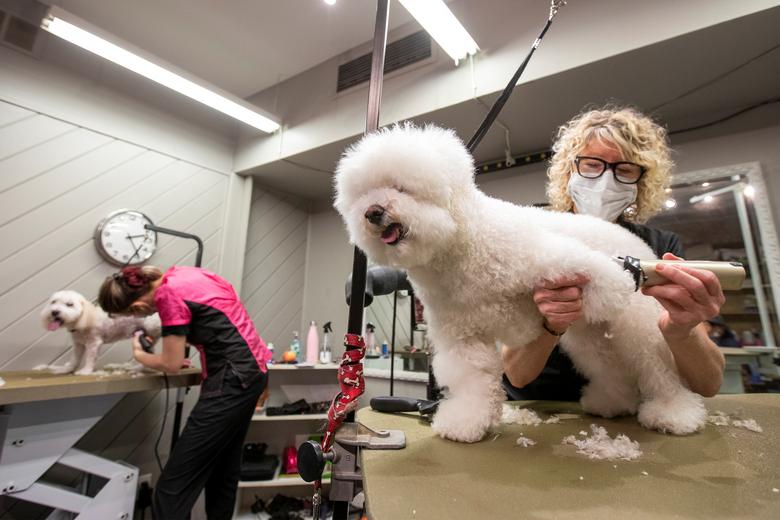 SEE Launch of public consultation on pet sitting, pet breeders and groomer outlets TVMnews.mt