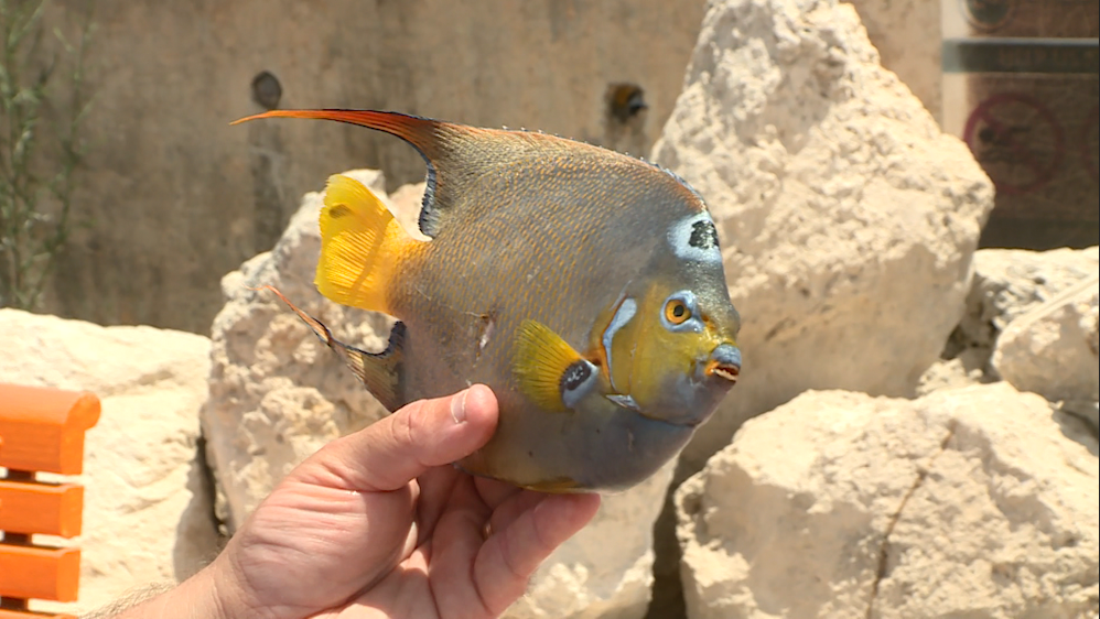 'Catch me if you can' - reward for alien fish in the Mediterranean ...
