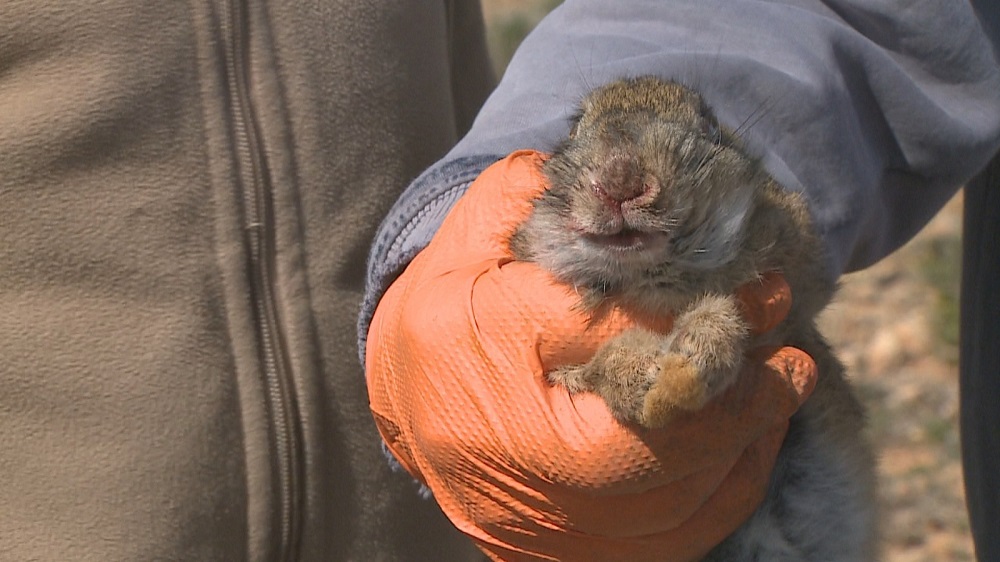 Wild rabbits enduring pain and suffering before dying TVMnews.mt