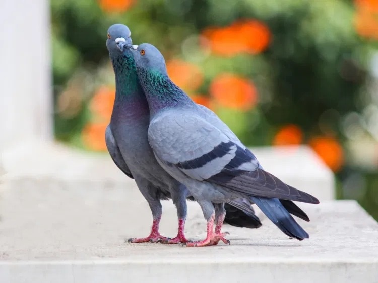 Feed laced with contraceptive to control wild pigeon population