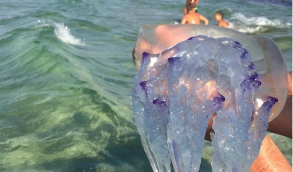 Volumes of jellyfish prevent swimming in the Crimea region TVMnews.mt