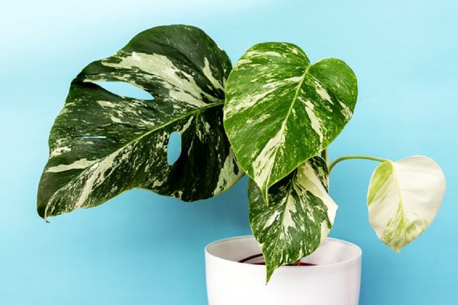 philodendron ableger in wasser Philodendron Lemon Lime | Ableger main image 0