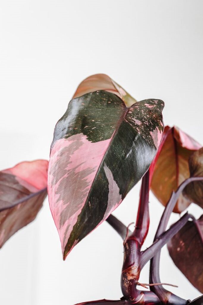 plant care money tree Money Tree Plants ‘Pachira aquatica’ main image 0