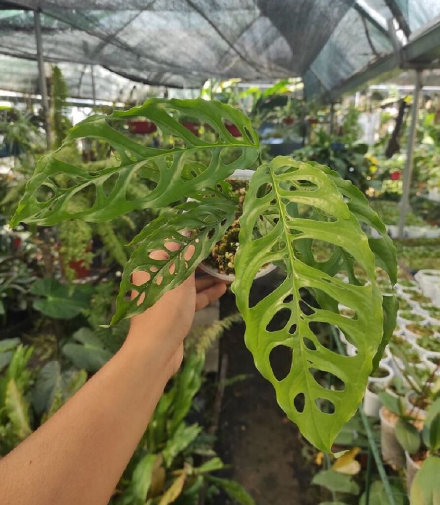 philodendron elegans kaufen Philodendron elegans — Ecuagenera Europe GmbH main image 0