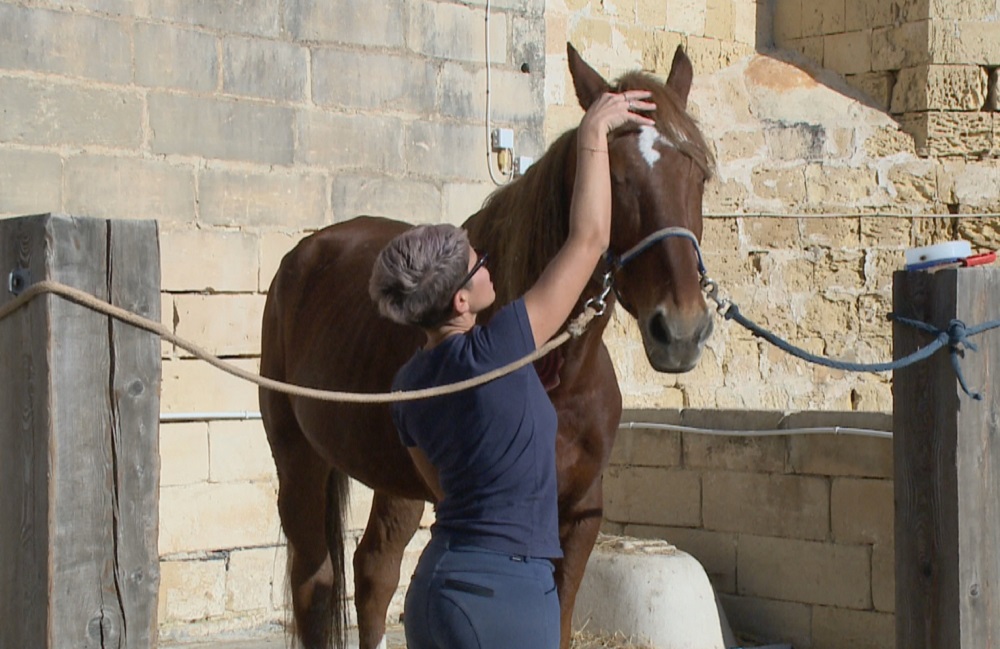 Mare brought to Malta for horse racing, rescued from slaughter TVMnews.mt