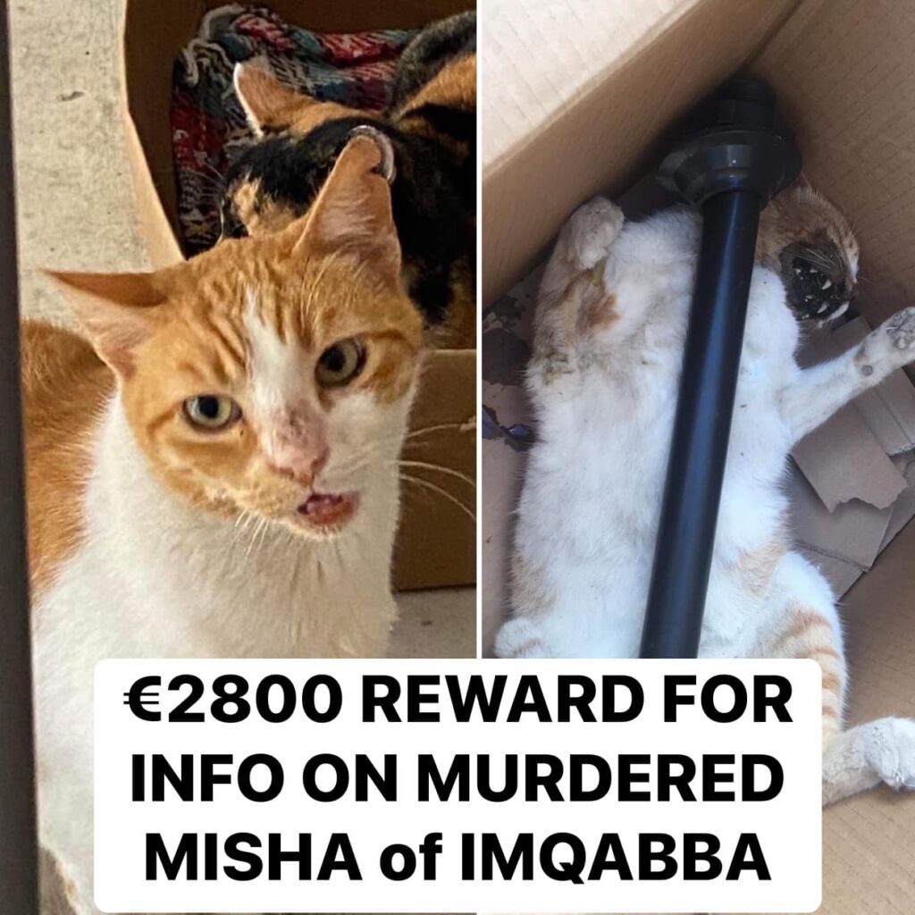 Intensive search for sadistic cat killer TVMnews.mt