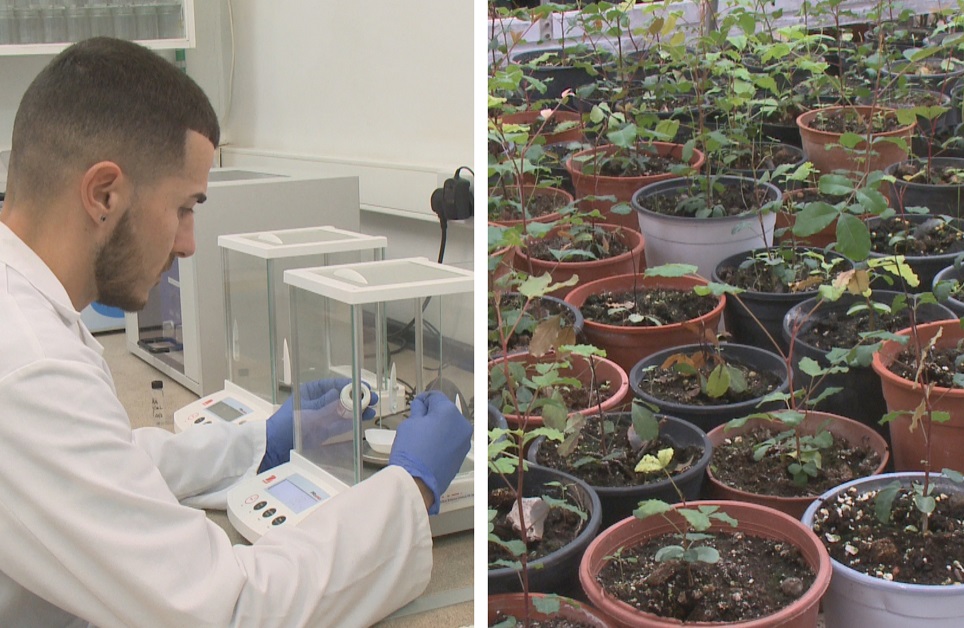 Malta's indigenous fruit and vegetables to be conserved in gene bank