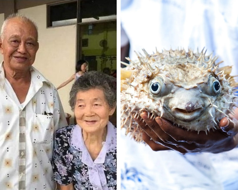 Malaysian couple die of food poisoning after eating pufferfish TVMnews.mt