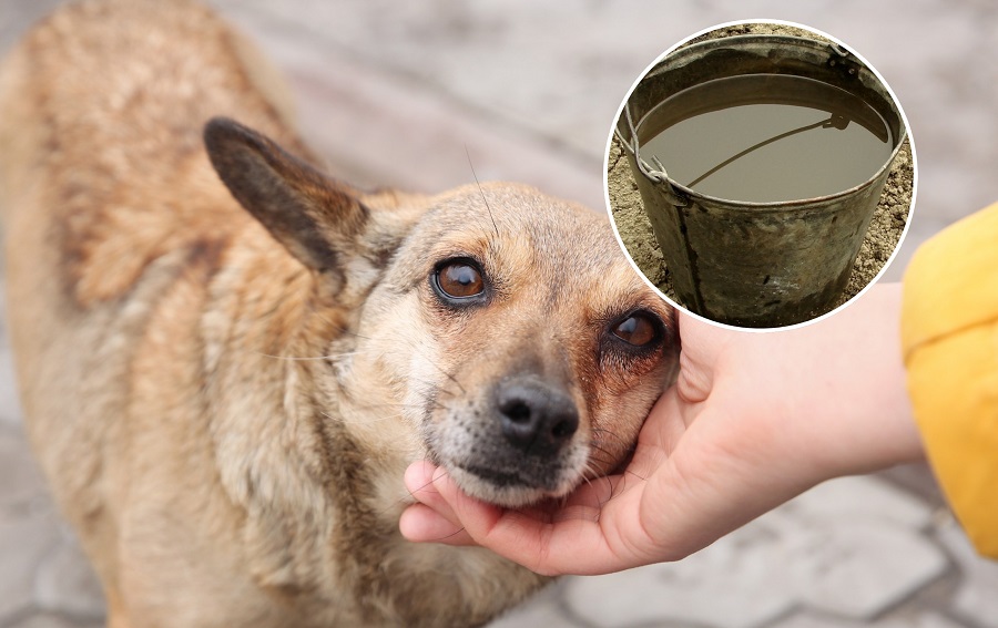 Kept his dog tied up to a bath full of dirty water in Ħal Qormi ...