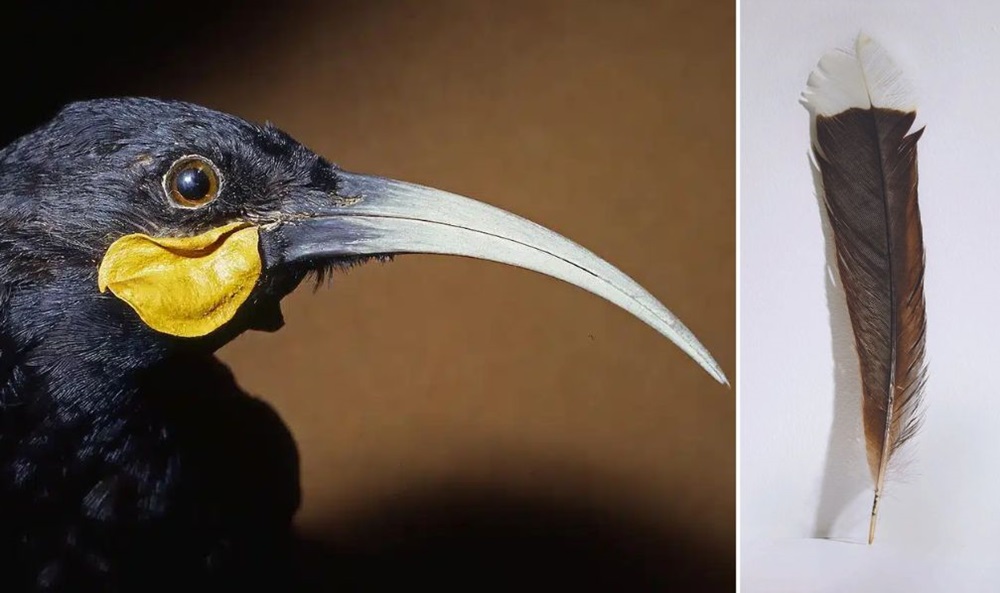 New Zealand: Feather from extinct bird fetches €26,200 at