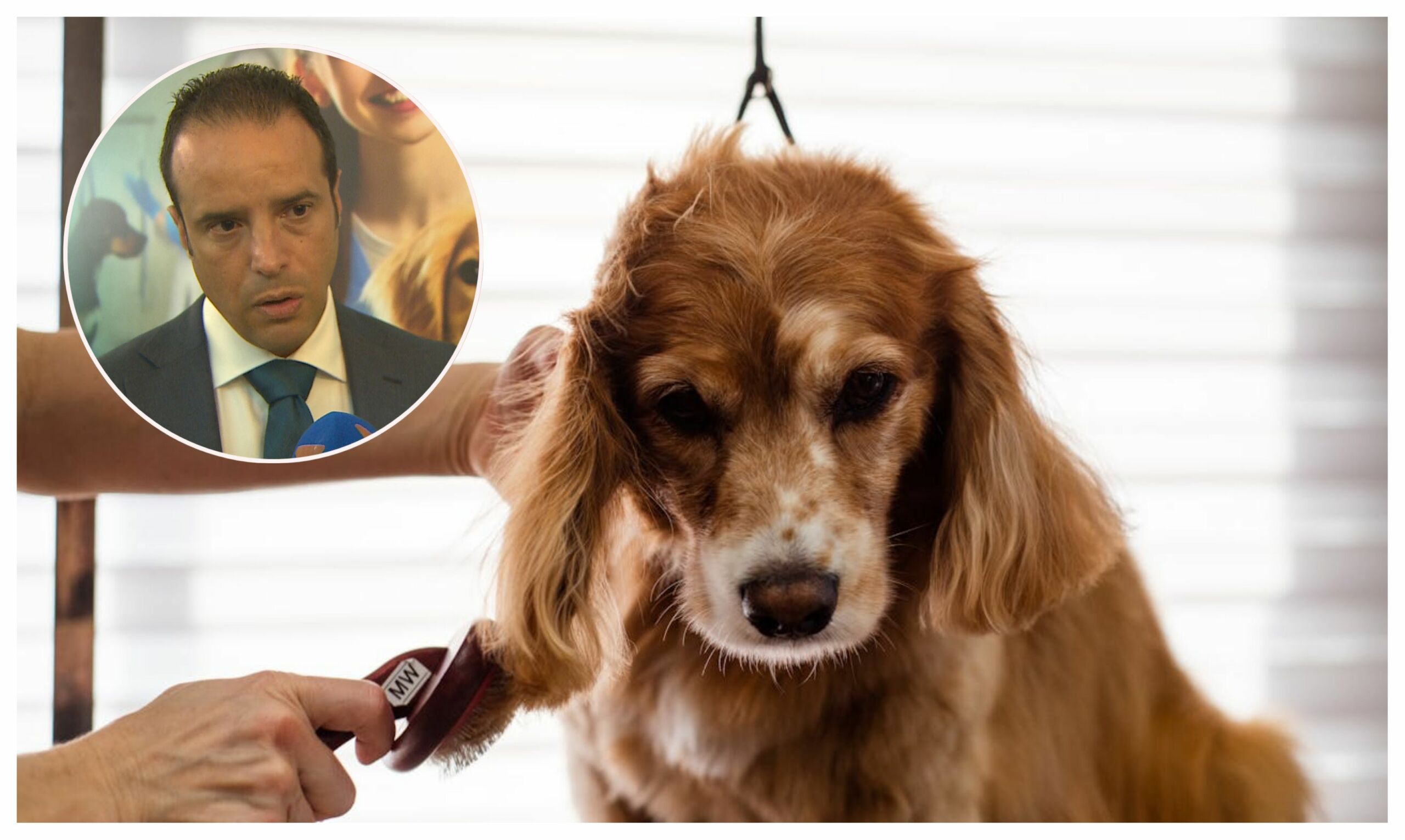 New regulations for grooming, pet sitting and pet boarding