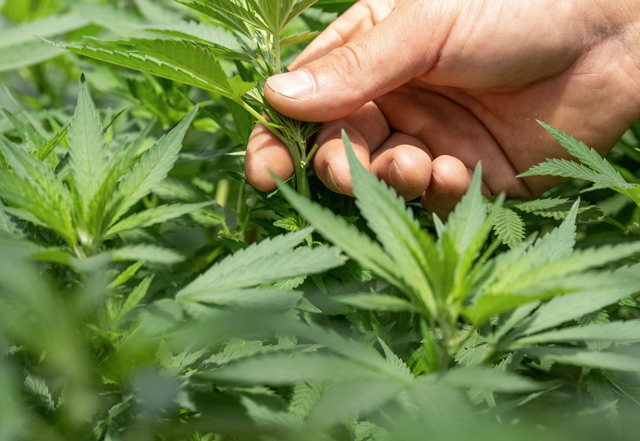 libert-provi-orja-g-al-ag-ug-mixli-li-nqabad-bil-kannabis-tvmnews-mt