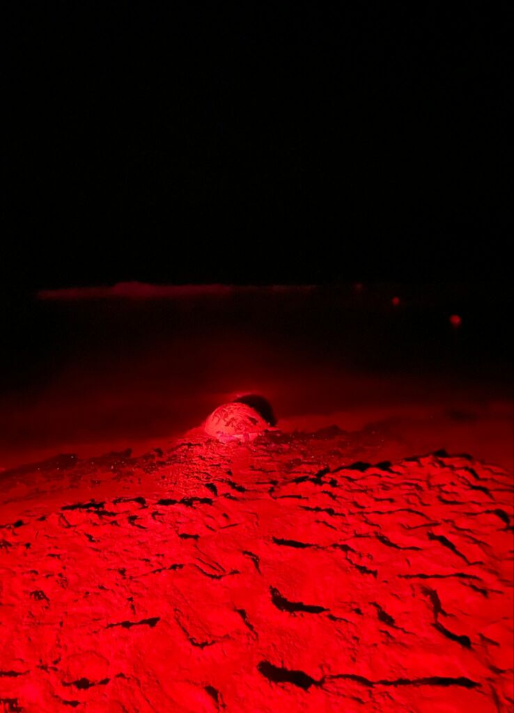 Eighth turtles' nest discovered at Ramla l-Ħamra - TVMnews.mt