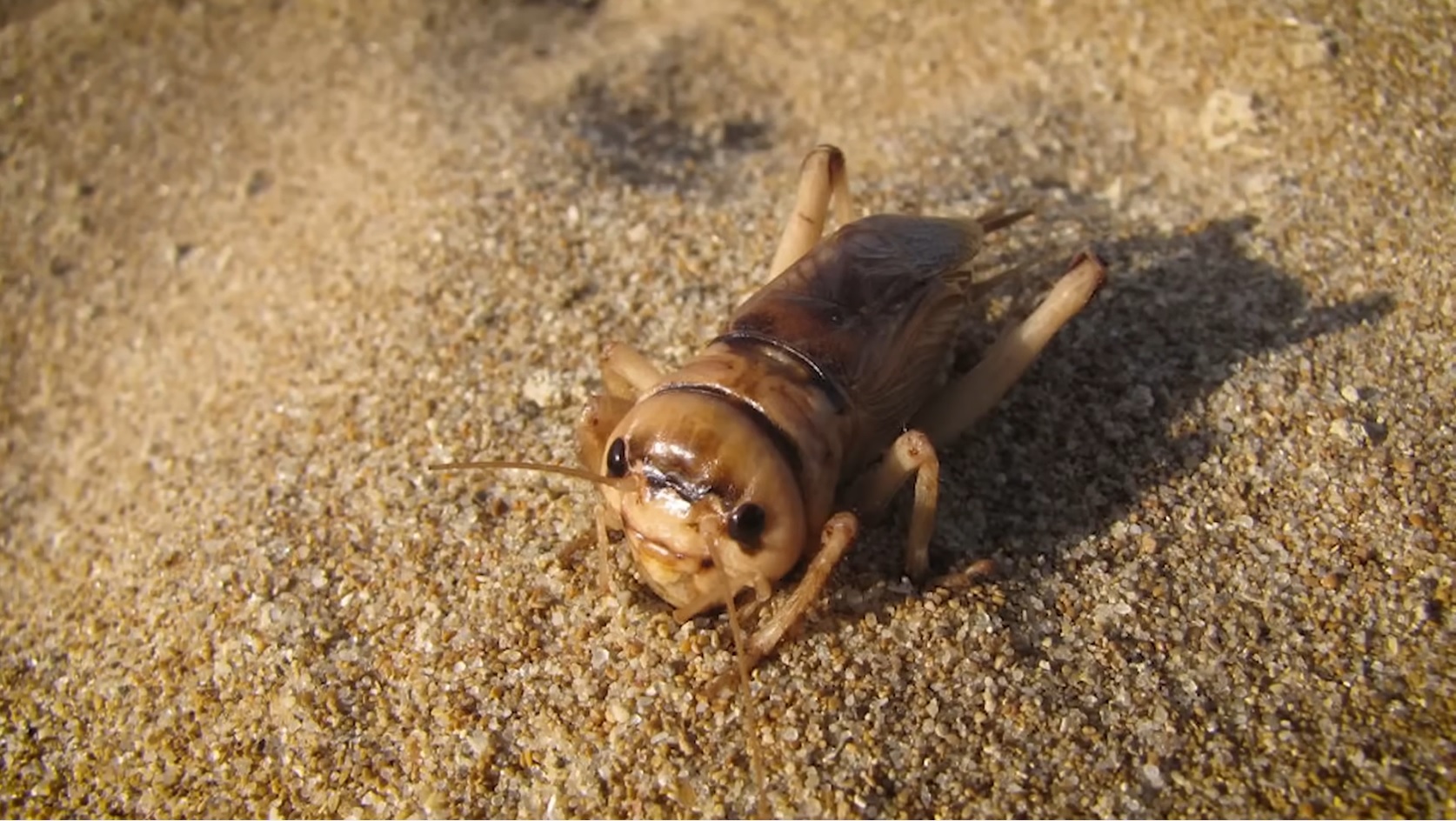 Il-klima tinbidel favur il-grillu tar-ramel iżda xorta qed tonqos il ...