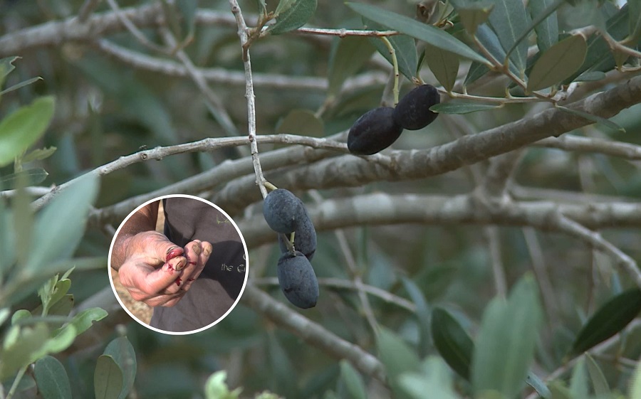 Watch Red olive oil from TalBidni TVMnews.mt