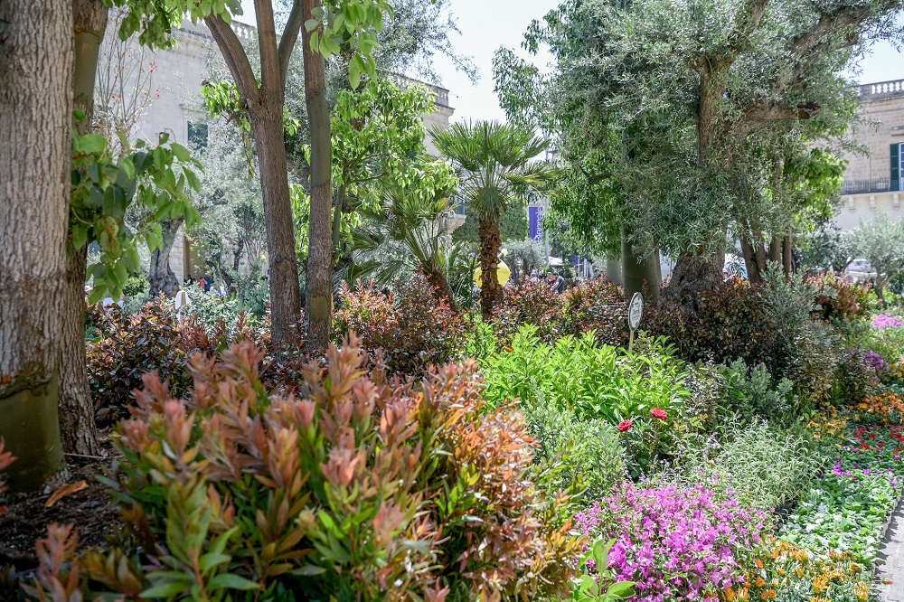 St George’s Square in Valletta transformed into a garden with 100 trees ...