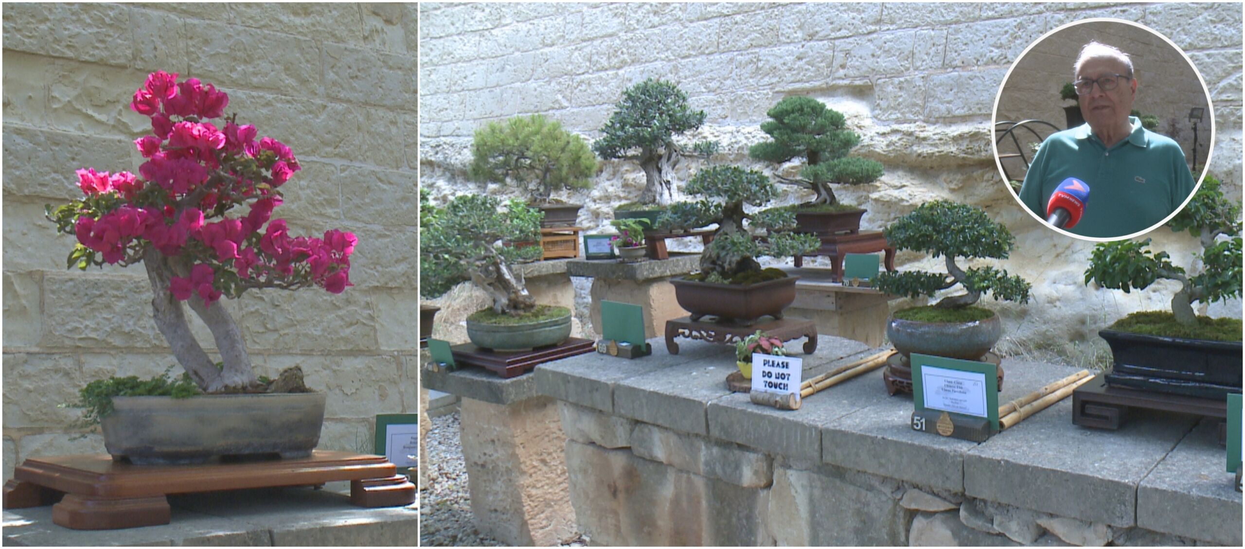 Bonsai: an art that brings together nature, patience and creativity -  TVMnews.mt